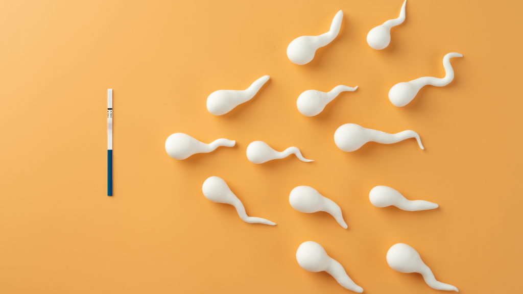 What is Spermatogenesis